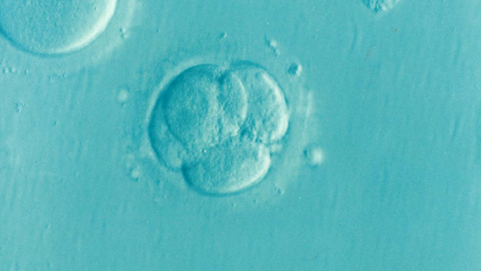 Los embriones que se utilizarán son embriones antiguos del Programa de Fecundación "in vitro" del Servicio de Medicina de la Reproducción de Dexeus Mujer.